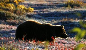 Alaska in der Kleingruppe Rundreise