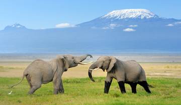 Trek des gorilles, Kenya et Tanzanie - 28 jours