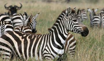 Gorilla Trek, Kenya & Tanzania - 28 days Tour
