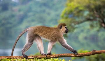 Gorilles, chimpanzés et fleuve Nil - avec hébergement - 9 jours circuit