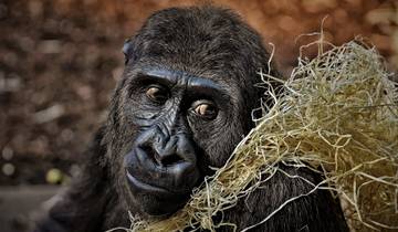 Gorillas and Game Parks