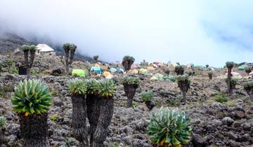 14 Days Peaks to Plains: Lemosho Route Kilimanjaro Trekking & Safari