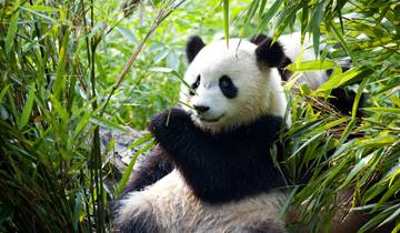 China Experience (8 destinations)