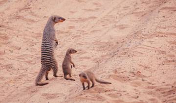 De Johannesburg au Kenya (27 destinations)