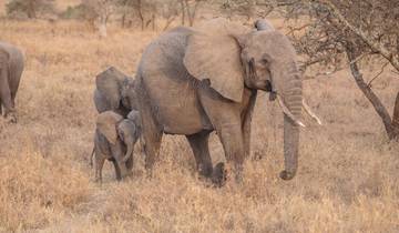 Gorilles, parcs animaliers et plages