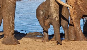 Tsavo East & Taita Hills Wildlife Safari From Watamu Tour