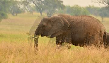 5-day Luxury Private Safari in Sabi Sands and Kruger, South Africa