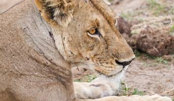 Au départ de Zanzibar : excursion d\'une journée à Mikumi Safari avec vols et déjeuner circuit