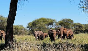 Best Tanzania Wildlife Safari Camping Adventure- 7 days Tour (4 National Park) Tour