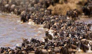 Tanzania Premium Luxury Safari Tour