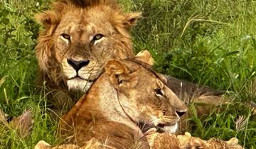 Safari de luxe de 7 jours, tout compris circuit