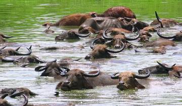 Koshi Tappu Wildlife Reservat ab Kathmandu 3 Tage Rundreise