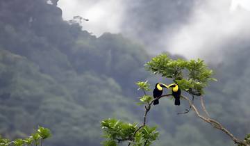 5-Day Colombian Llanos Birdwatching & Wildlife Adventure at Altagracia