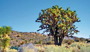 14 Days in USA Coast to Coast, incl. New York and Las Vegas