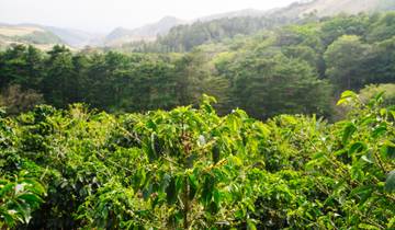 Geheimnisvolles Costa Rica: Nebelwald und Rote Aras