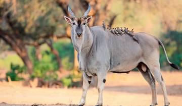Victoria Fall & Safari Aventure à partir de Victoria Falls/jusqu'à Kasane