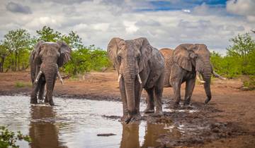 Mpumalanga - Im Reich der wilden Tiere Rundreise