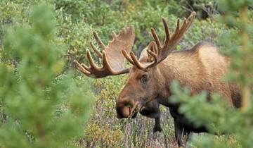 From Coast to Coast (from Stockholm)