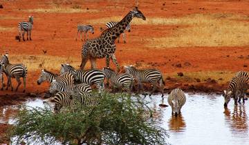 Safari y playa en Kenia - 9 días