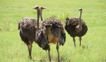 10 Days in South Africa, incl. Cape Town and Garden Route