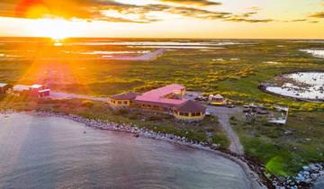 Arctic Polar Bear Safari & Northern Lights