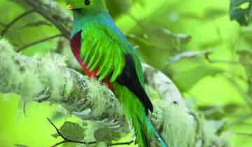 Costa Rica Wildtiere Abenteuer