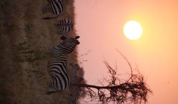 Savannah Entdeckerreise mit Serengeti Migration & Big Five 5 Tage Rundreise