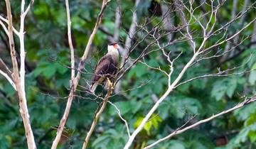 « Wings of Cuyabeno » : un circuit d'observation des oiseaux de 5 jours, vols compris