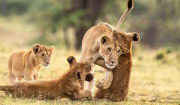 Petit safari de 2 jours après l'ascension du Kilimandjaro
