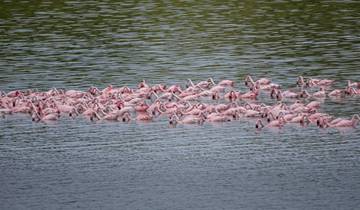 Tanzania Wildlife Expedition & Zanzibar Beach Excursion