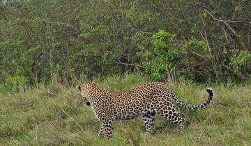 6 jours Masai Mara - Lake Nakuru - Amboseli Safaris circuit