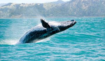 Budget South Island Explorer - 14 days