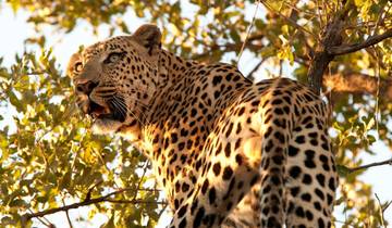 Circuito Increíble safari de lujo en Tanzania