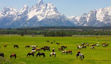 Yellowstone & Yosemite (Camping) - 11 days Tour