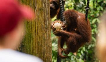 9 Days in Borneo, incl. Kuching and Sandakan