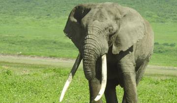 14 Tage ultimative epische Kenia und Tansania Safari Rundreise