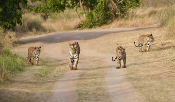 India Tijgersafari en Erfgoedreis