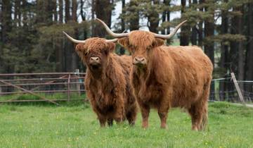Schottland Rundreise - 10 Tage entspannt durch die Natur