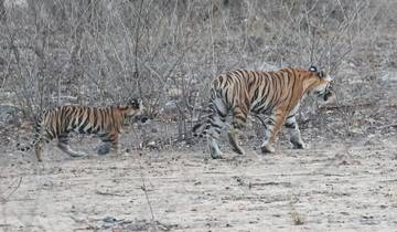 Exclusieve tijgersafari in India met 15 privé-safari\'s-rondreis