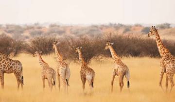 14 Day Namibia Itinerary, incl. Windhoek and Etosha National Park
