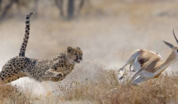 14 Day Namibia Itinerary, incl. Windhoek and Etosha National Park