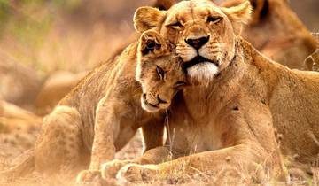 Vibrant South Africa: Nature, Wild Life and Adventure