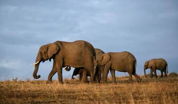 11 jours 10 nuits Safari privé au Kenya et en Tanzanie circuit