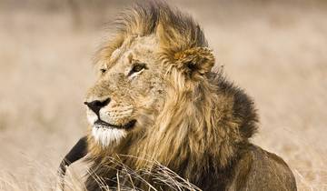 Kaapstad & Kruger (Mantobeni Camp) - 9 dagen