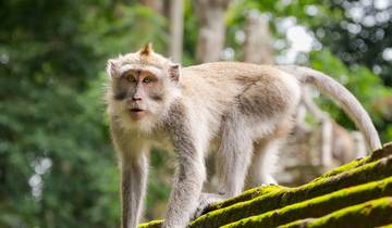 19 Days in Indonesia, incl. Bali and Komodo