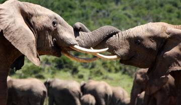 South Africa Adventure - 12 days