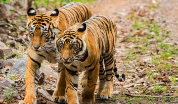 L\'esprit de l\'Inde à Noël avec le supplément Amritsar circuit