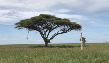 7-day Discovery Tanzania Safari Central and Southern Circuit *Mikumi NP & Ruaha NP*