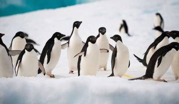 L'Antarctique à travers l'objectif - M/V Sylvia Earle