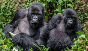 Randonnée de 3 jours à la rencontre des gorilles et découverte de la culture Batwa dans le parc national de Bwindi